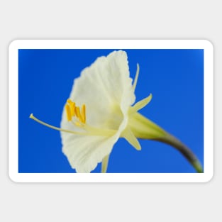 Narcissus romieuxii  &#39;Treble Chance&#39;  Hoop petticoat daffodil  Division 10  Bulbocodium Sticker